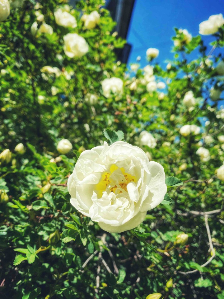 flower
