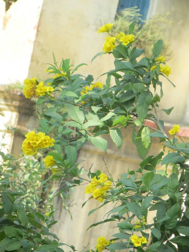 Lovely flower