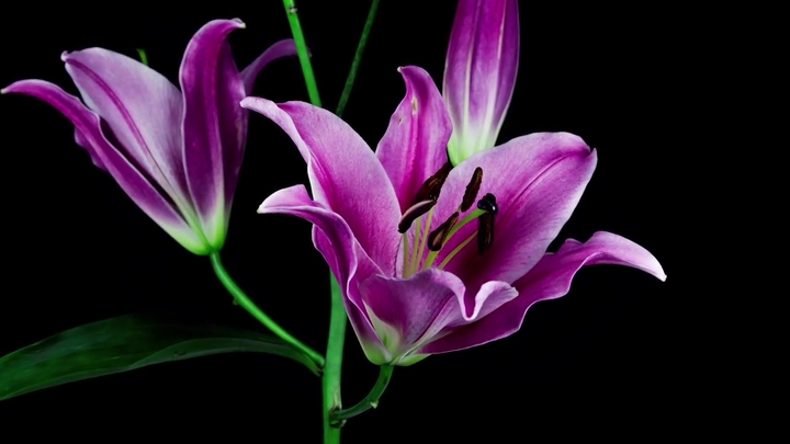 opening