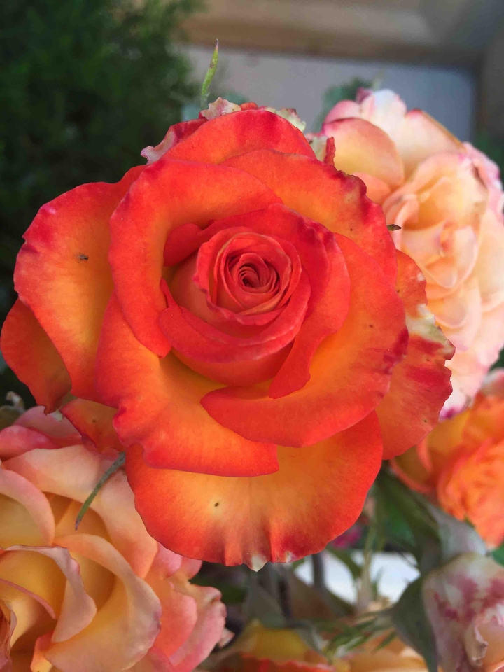 Colorful rose