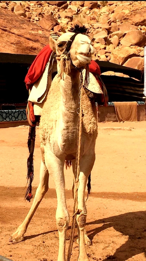 Animali