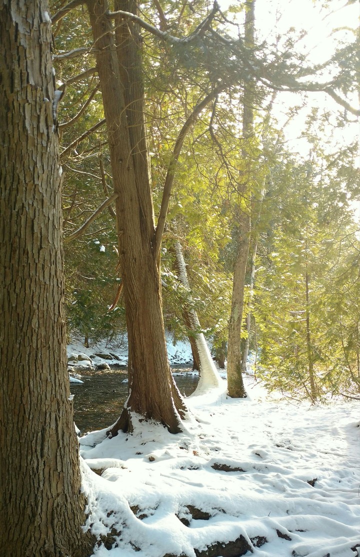 brook side trees