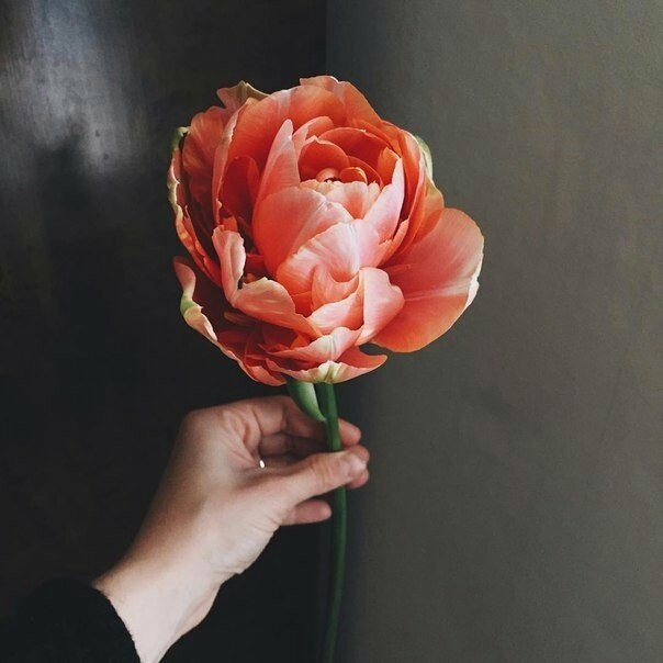 rose