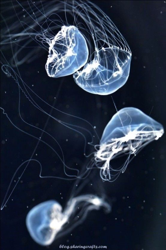 Jellyfish