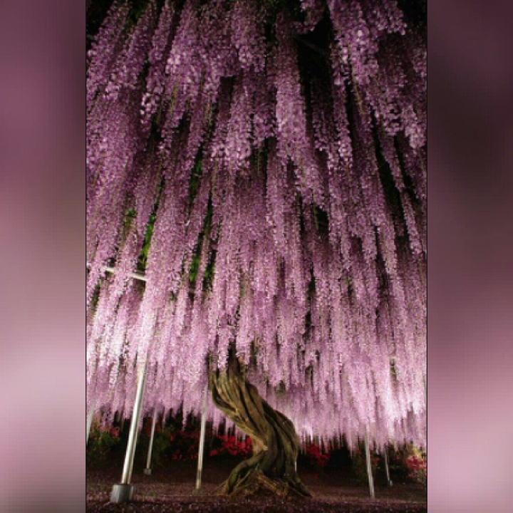 Japanese flower tree