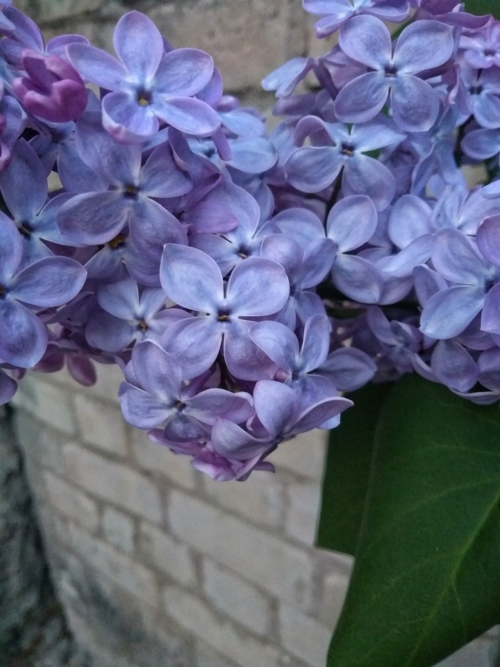 lilac 