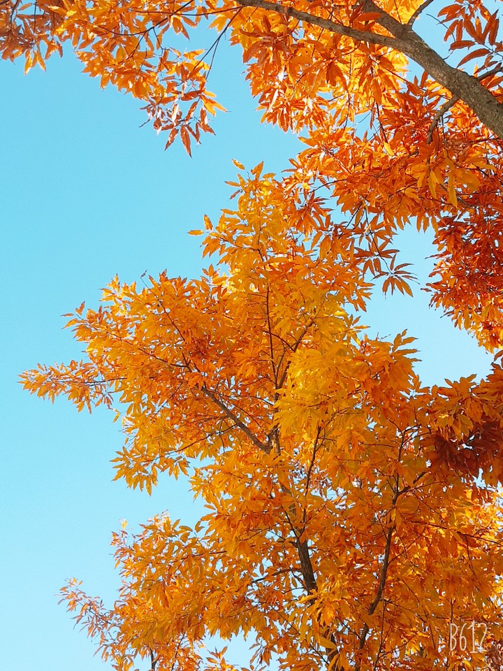 Autumn