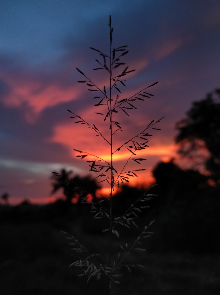 evening