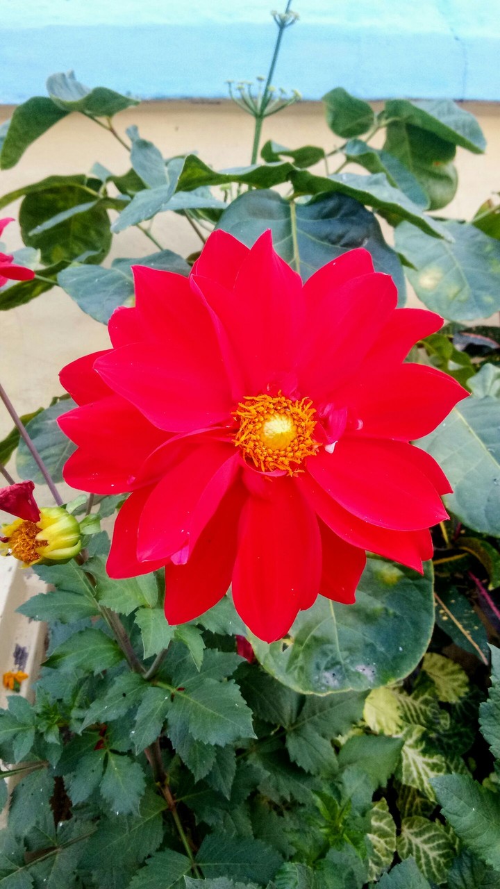 Red flower