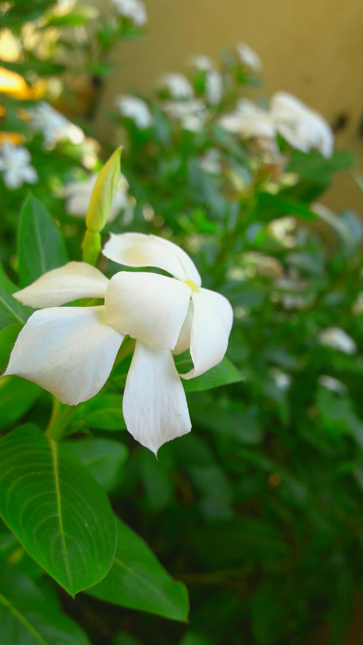 #Flowers Love