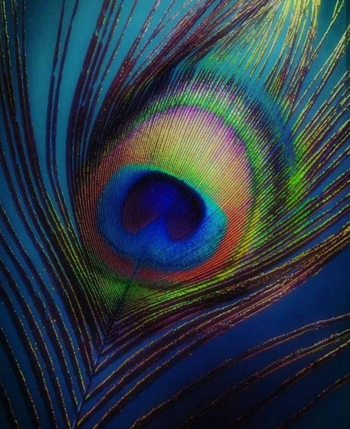 peacock feather