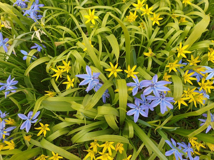 spring flowers