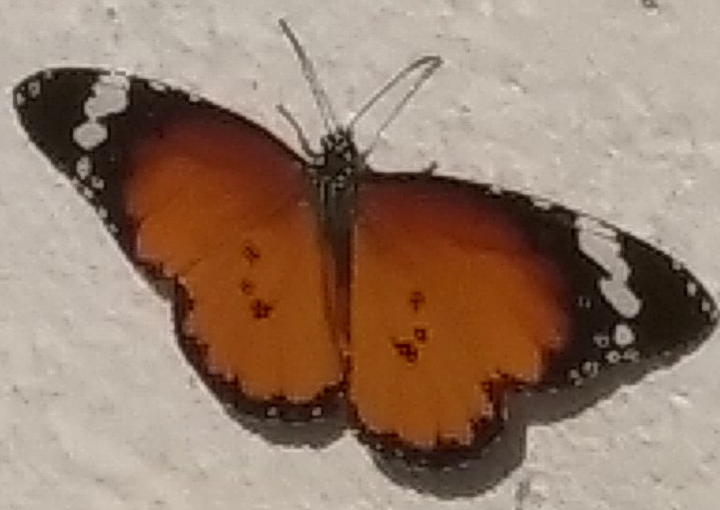 Butterfly