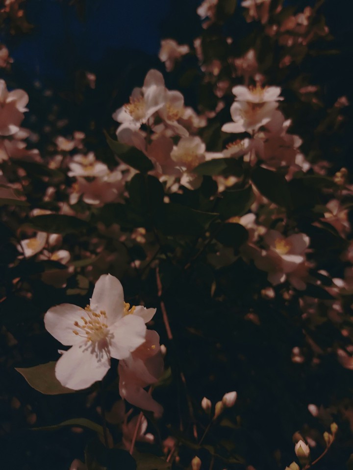 Night Jasmine