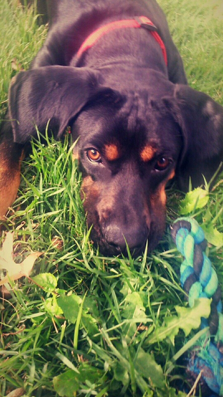 Huckleberry