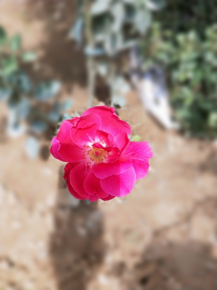 r0se
