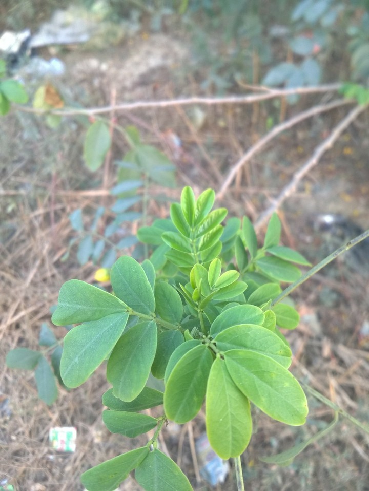 leaves