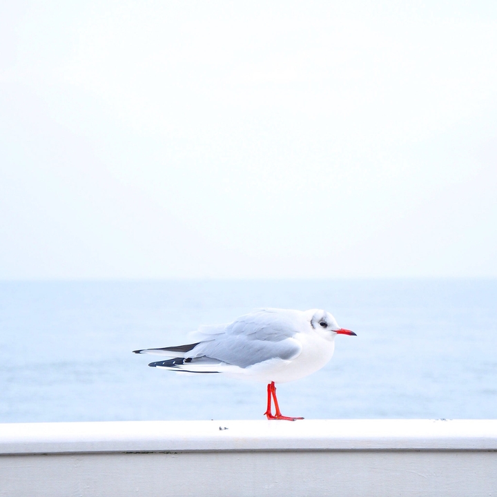 bird