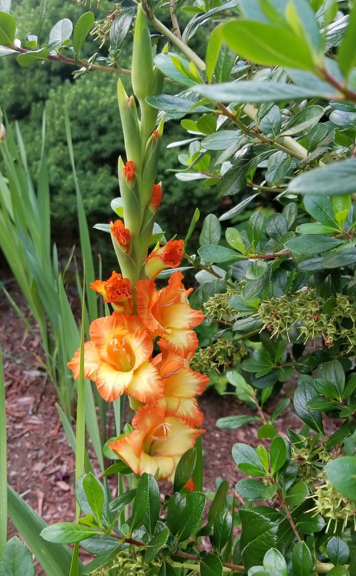 2017 garden
