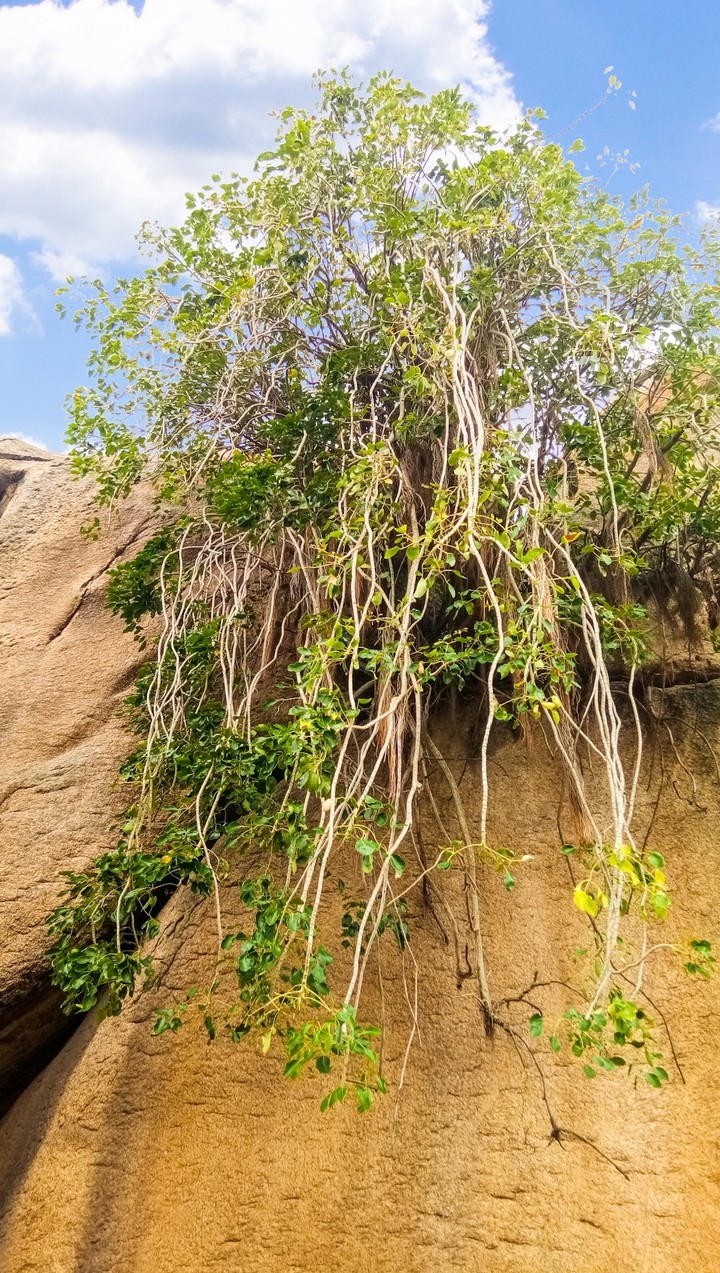 tree on a hill