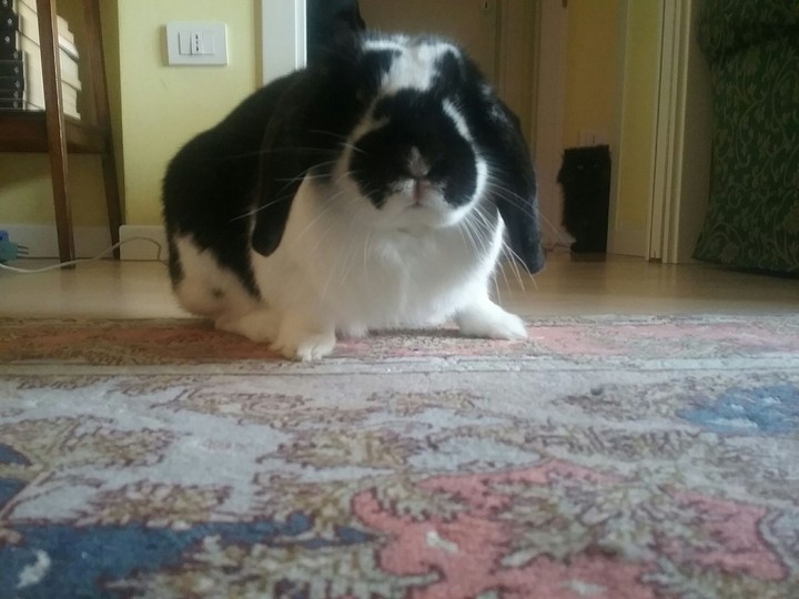 rabbit