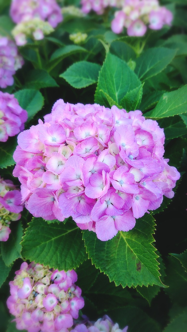 紫陽花