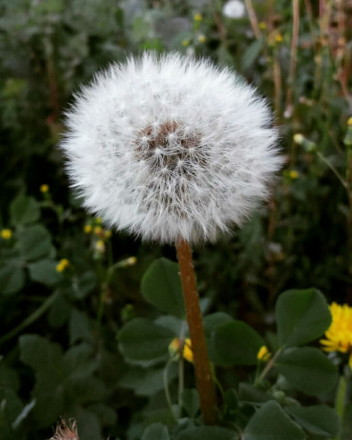 Dandelion