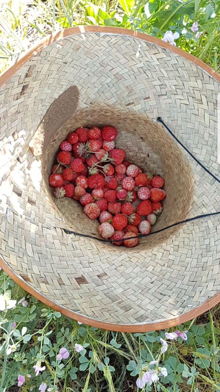 strawberry
