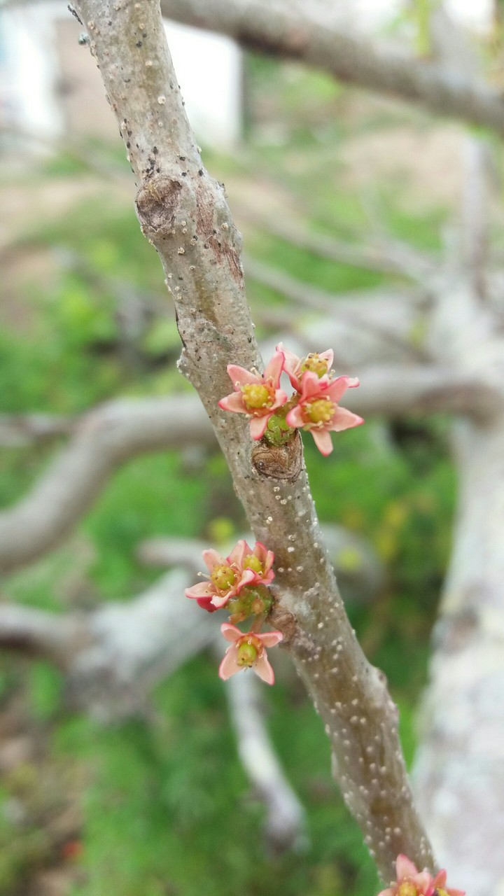 flor da seriguela