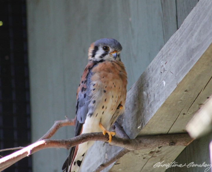 American Kestrel