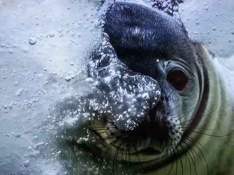 sfondi Water, Seal