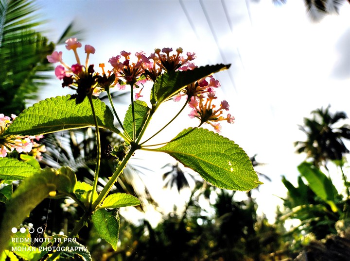 flower