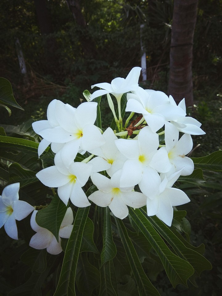 flowers