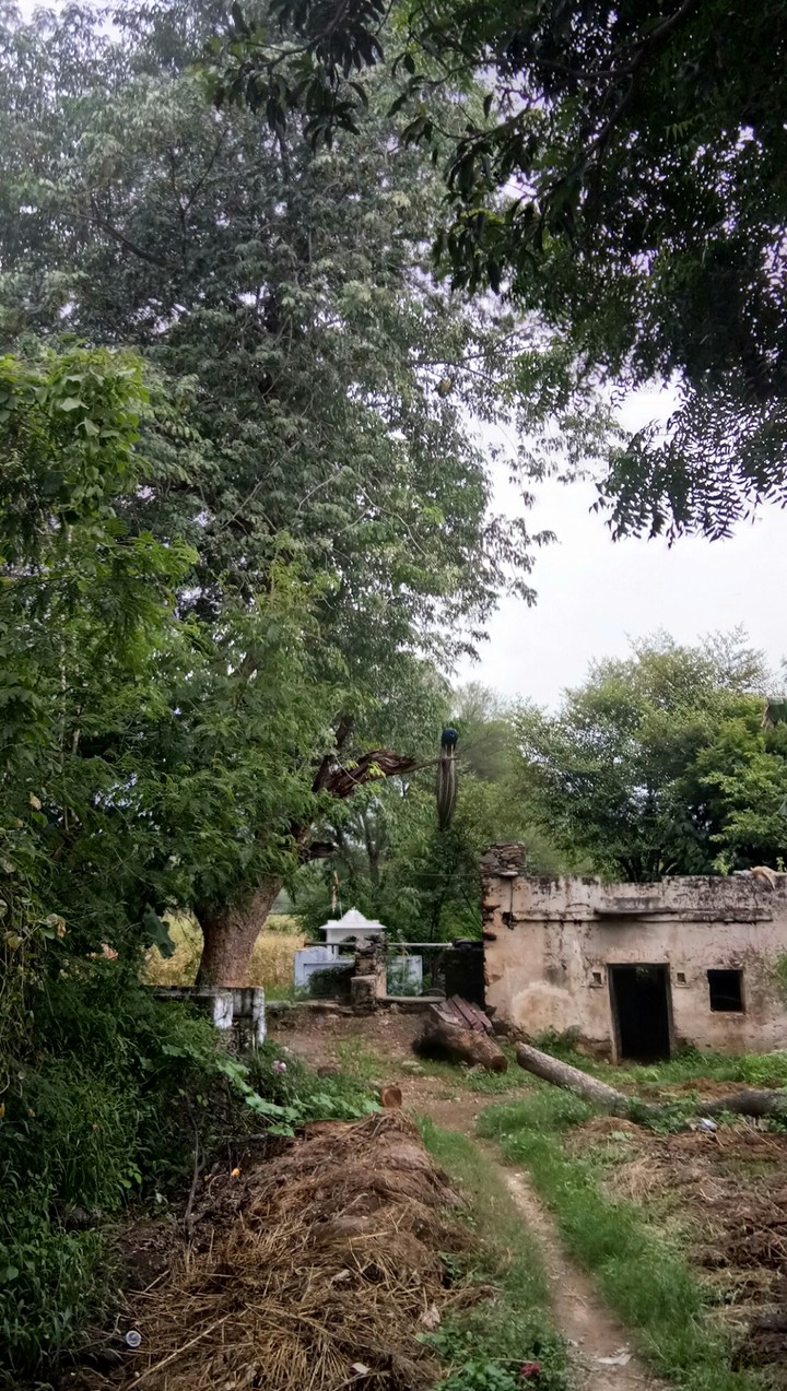 peacock