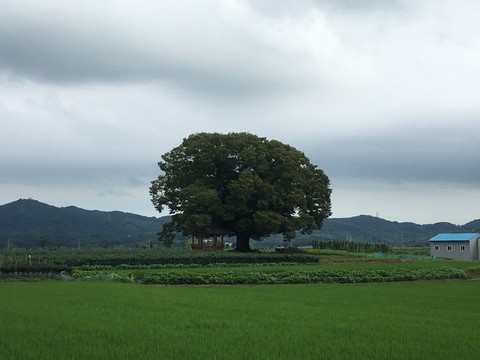 나무