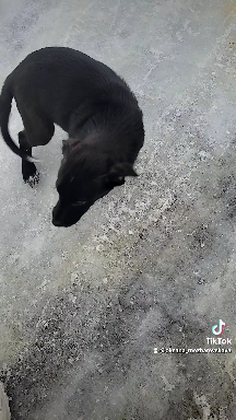 Такие маленькие и радостные!???
#dog #puppy #смешные