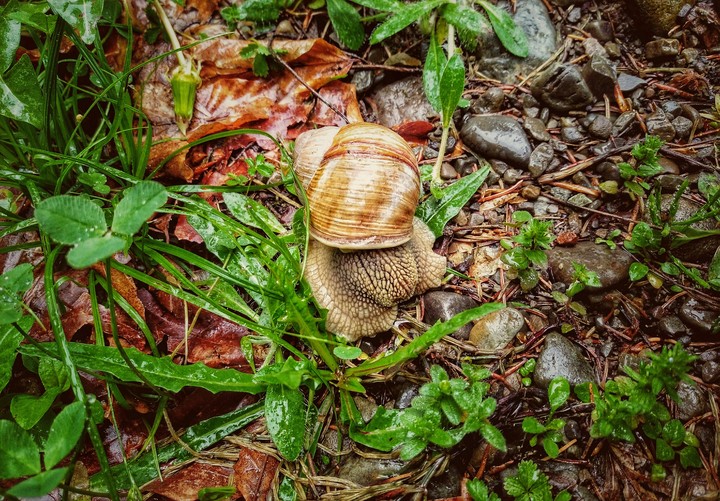 Helix
