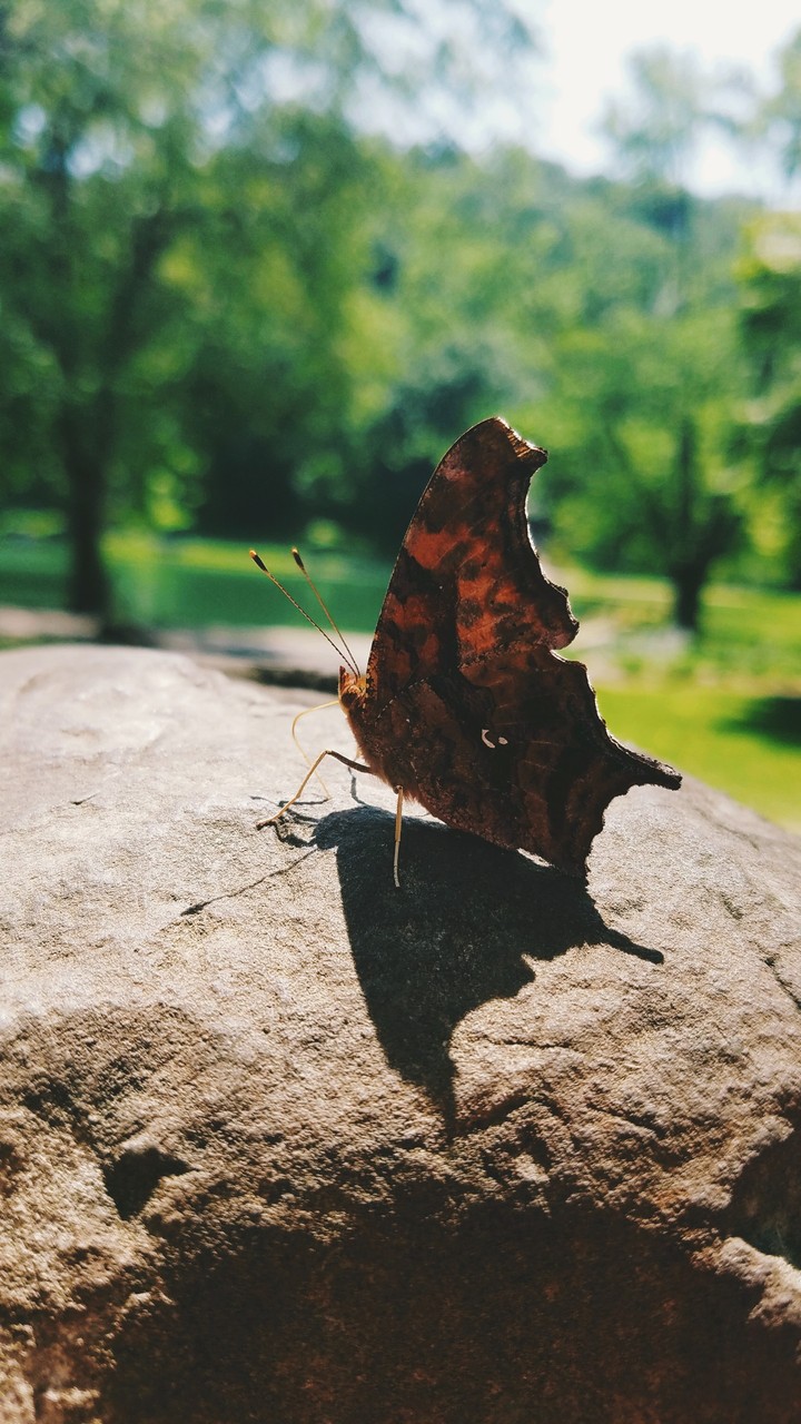 butterfly