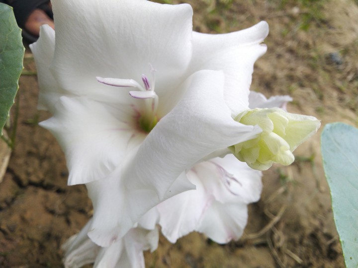 flower