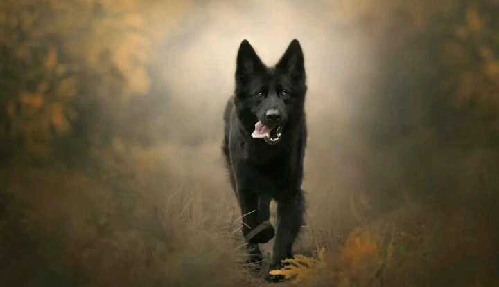 Black German Shepherd.