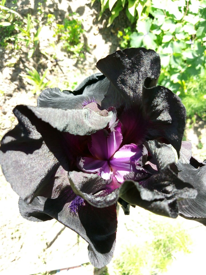 black flower