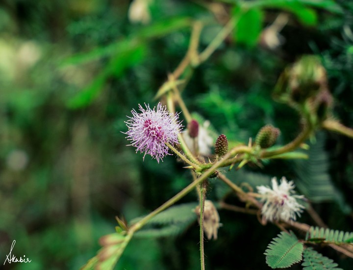 beauty is a fragile gift.