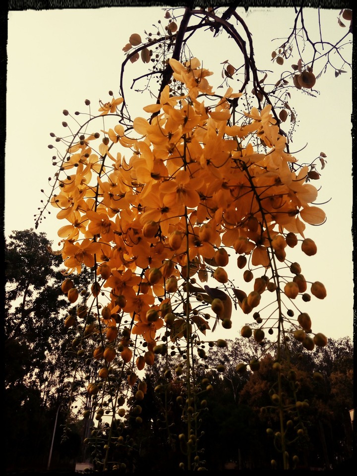 yellow flower