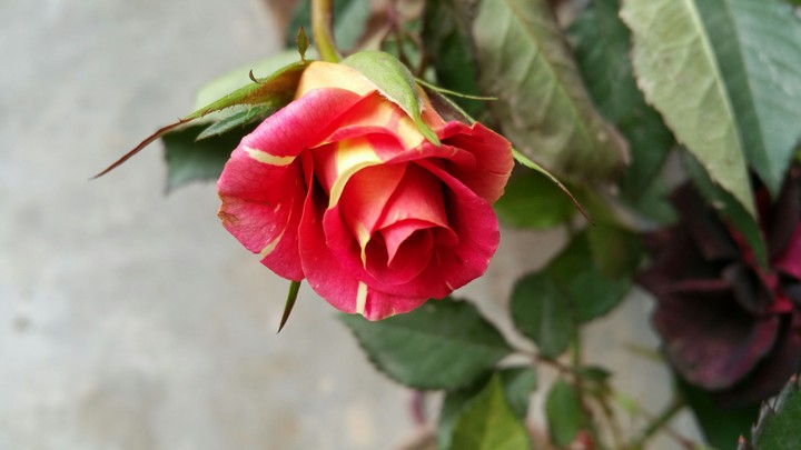 Rose