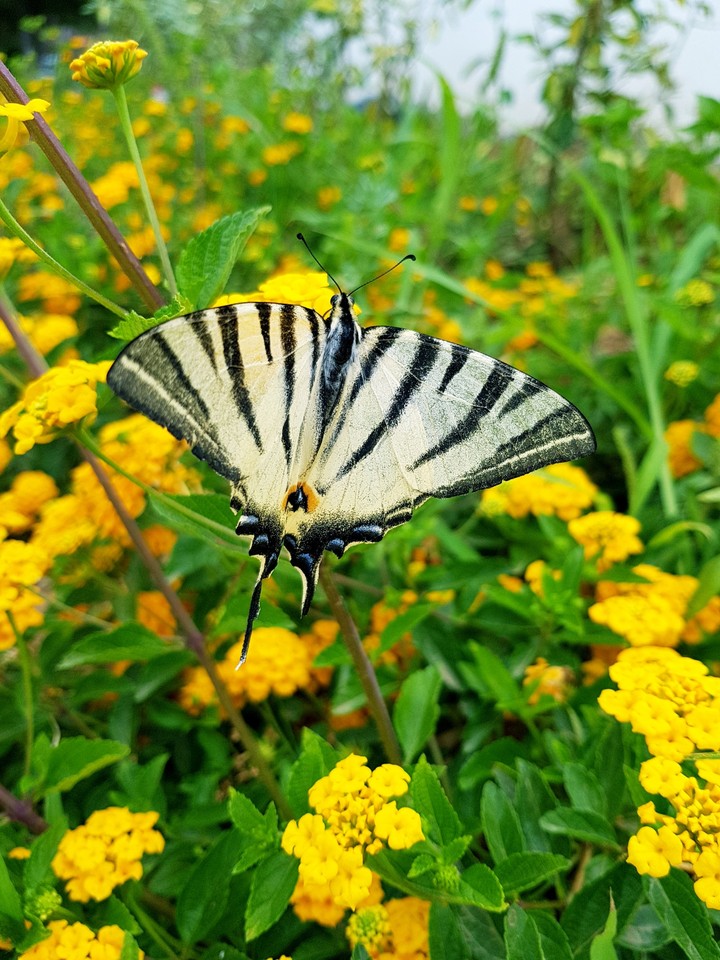 butterfly keeps me away