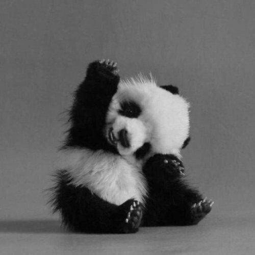 panda p