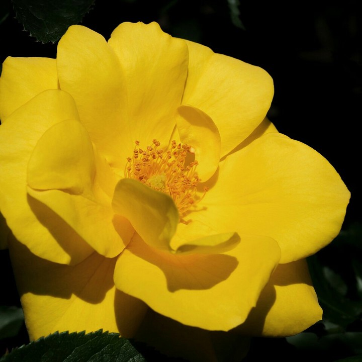 fleurs flower