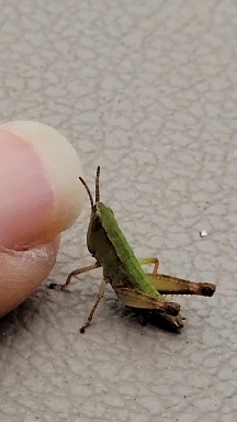 tiny
