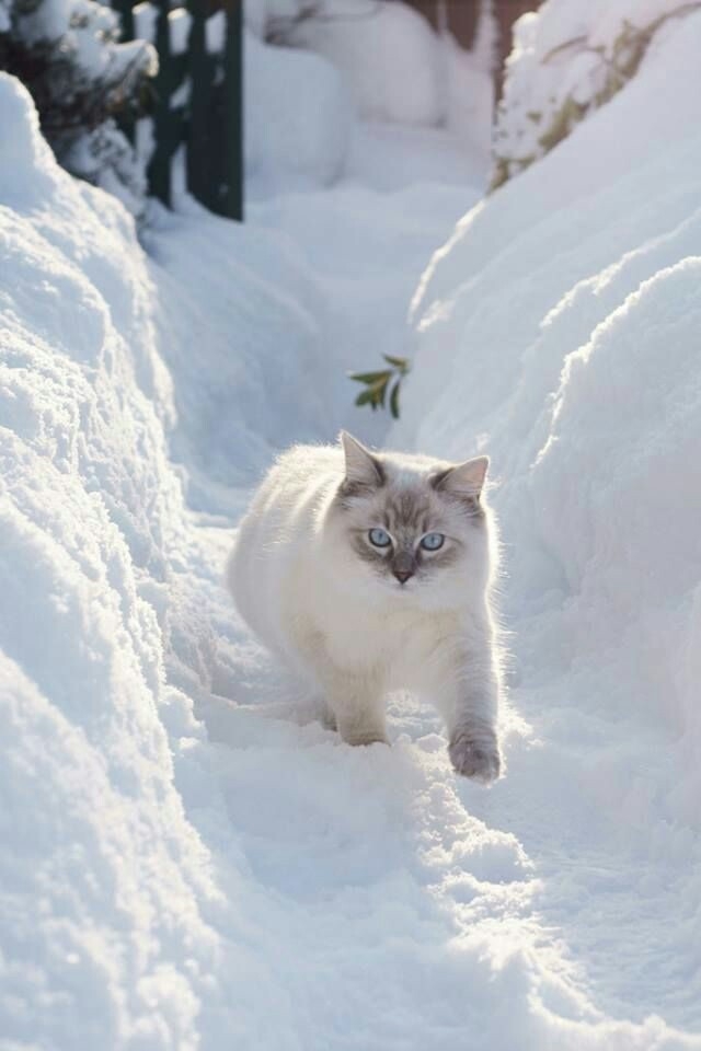 winter cat