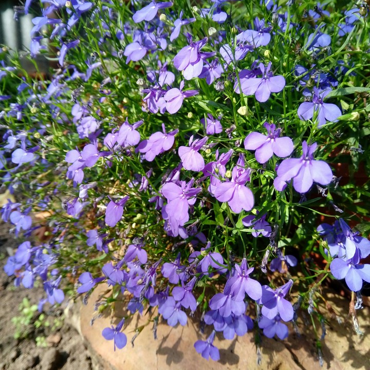 blue flower